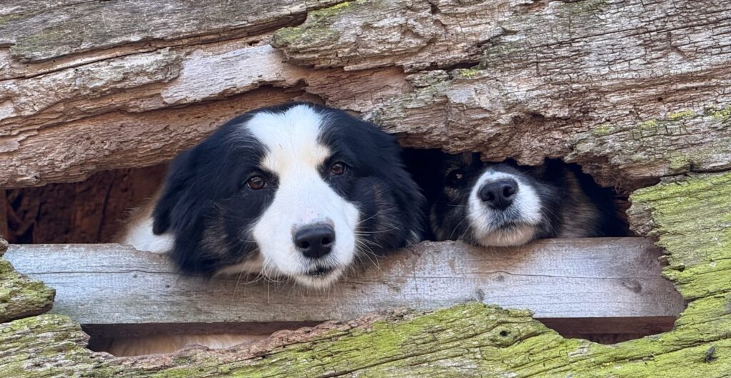border collie eko poni ranč ogrizek