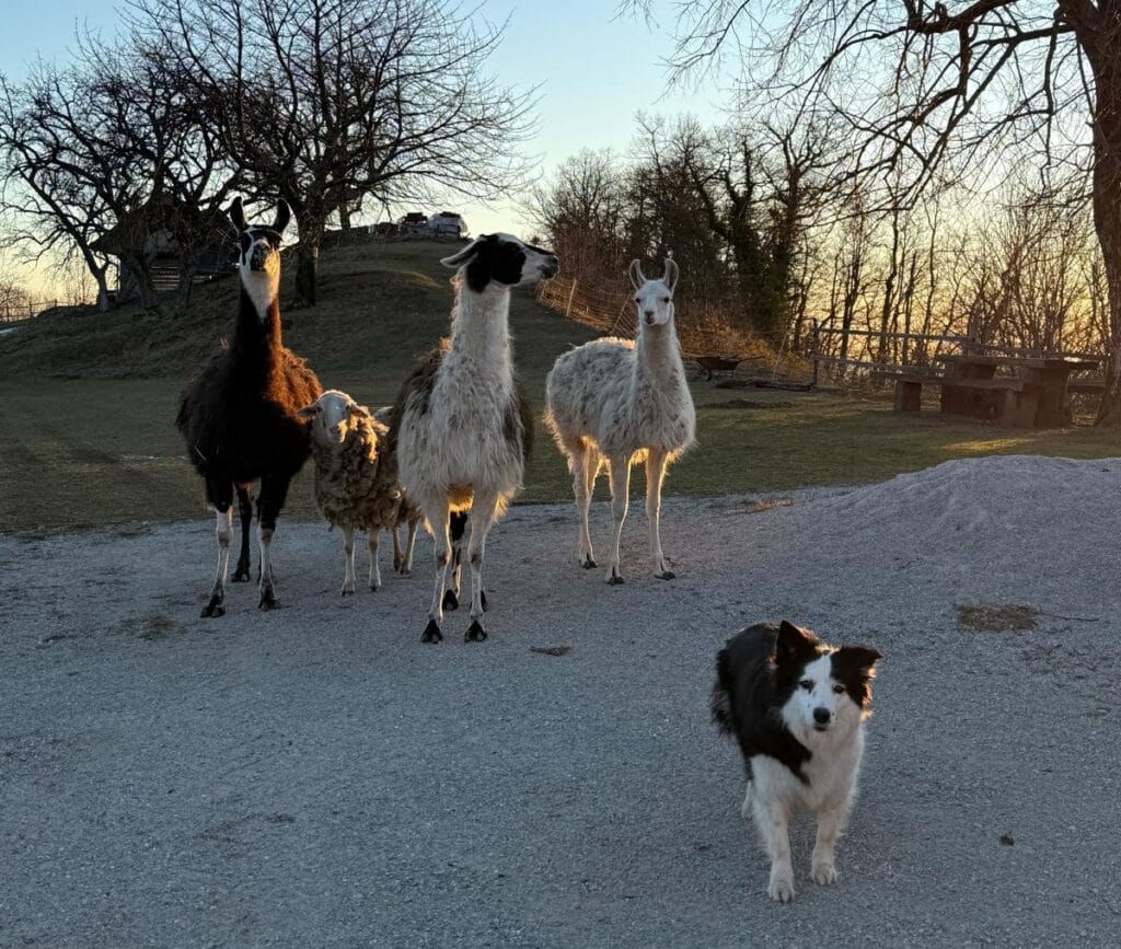 border collie in lame na eko poni ranču